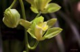 /album/l%27orchidee%3a-fleurs-des-songes-aux-contours-r%c3%aaveurs/orchidee-verte-117-jpg/